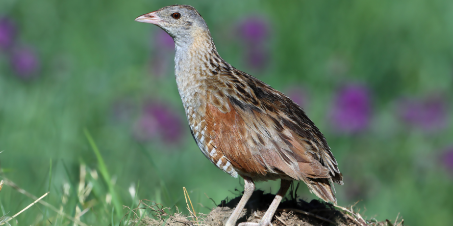 Râle des genêts © Aurélien Audevard - LPO PACA